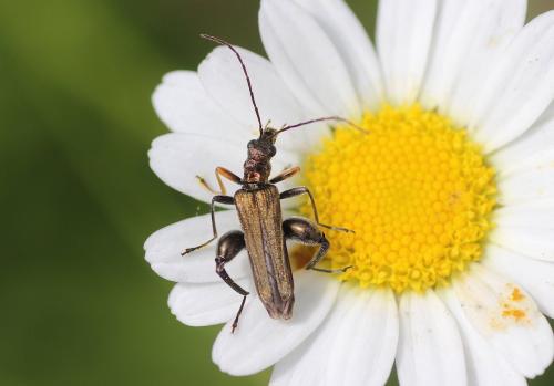Oedemera flavipes